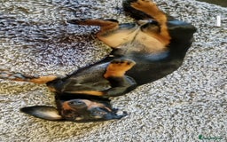Dachshund dogs for sale: (Rescue) Black and tan dachshund - Image 7