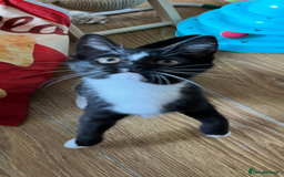 Mixed Breed cats for sale: 6 months old kitten  - Advert 1