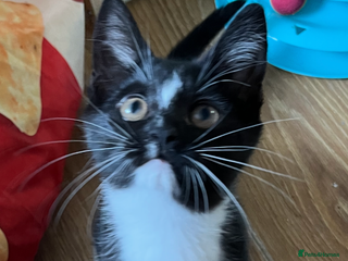 Mixed Breed cats 6 months old kitten - Advert 2