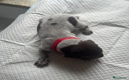 German Shorthaired Pointer dogs for sale: GSP puppies for sale - Image 11