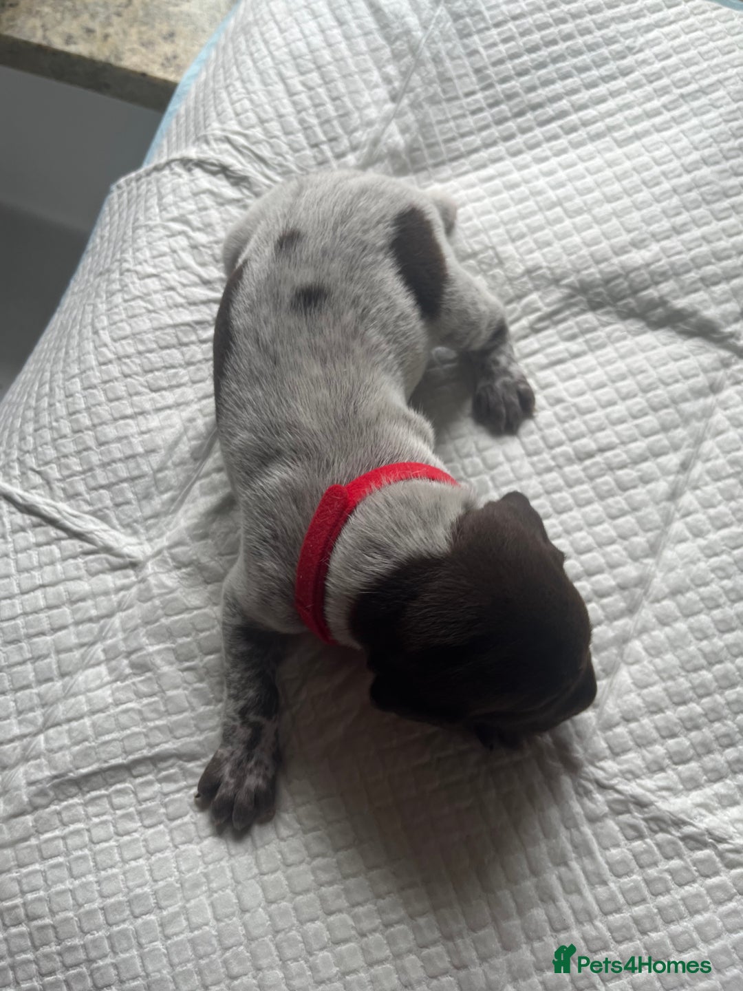 German Shorthaired Pointer dogs for sale: GSP puppies for sale - Image 11