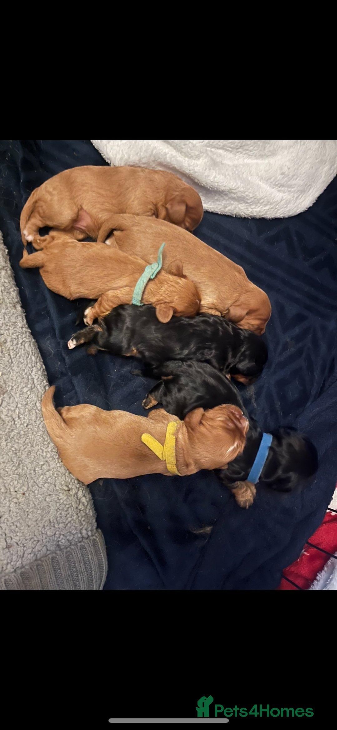 Cavalier King Charles Spaniel dogs for sale: 5 beautiful Cavalier King Charles puppies - Advert 3