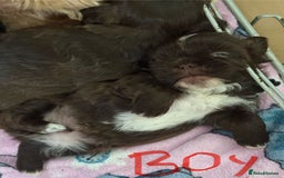 Shih Tzu dogs for sale: Beautiful shih tzu puppies for sale  - Image 14