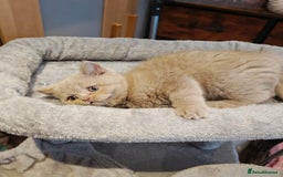 British Longhair cats for sale: Cinnamon bi colour longhair,fawn Shorthair  - Image 29