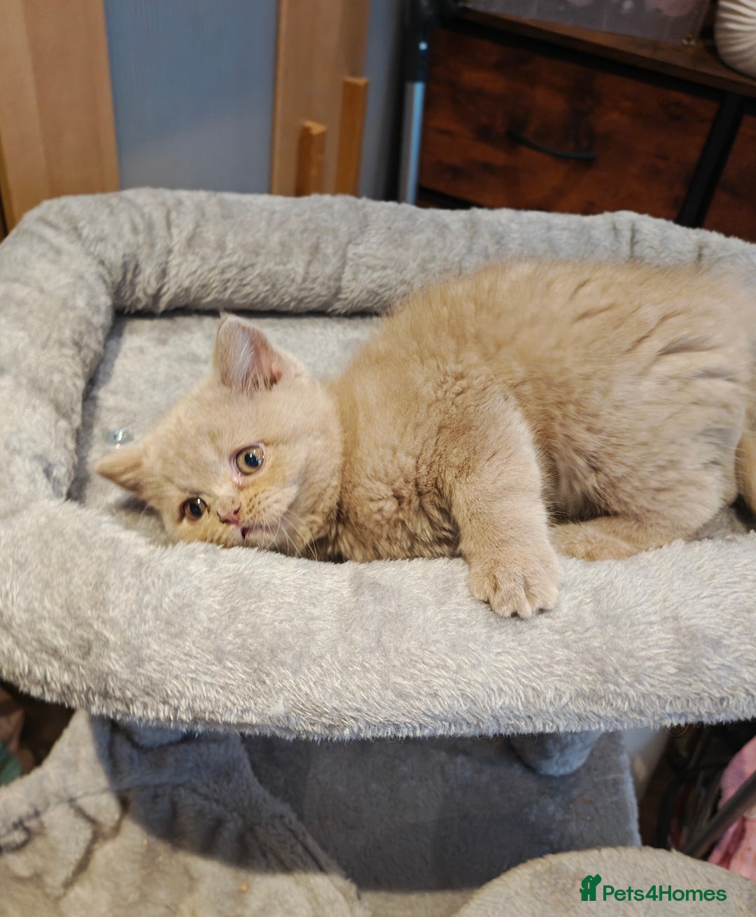 British Longhair cats for sale: Cinnamon bi colour longhair,fawn Shorthair  - Image 29