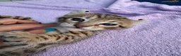 Keetso cats for sale: Stunning wild looking polydactyl curl ear keetsos  - Advert 16