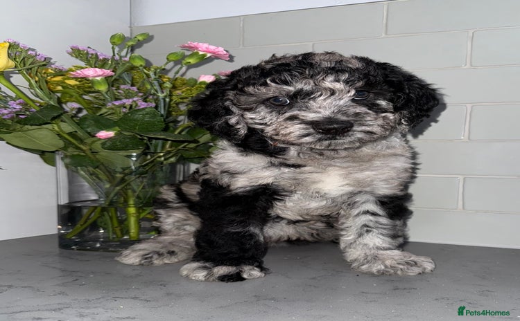 Labradoodle dogs in Harlow - Advert 5