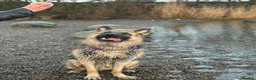 German Shepherd dogs for sale: Male German Shepherd- sad rehome  - Advert 6