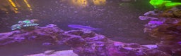 Other/Mixed Breed fish for sale: Marine fish  - Advert 7