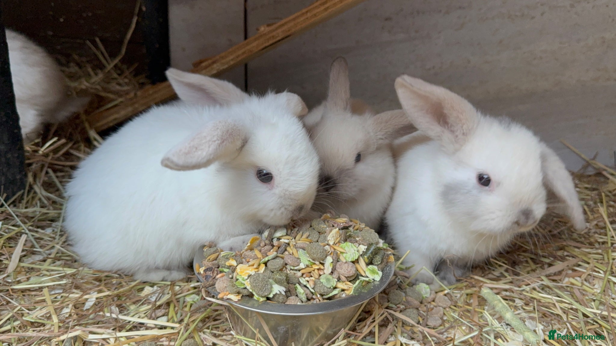 Mini Lop rabbits Magpie Mini lops bunnies  - Advert 1