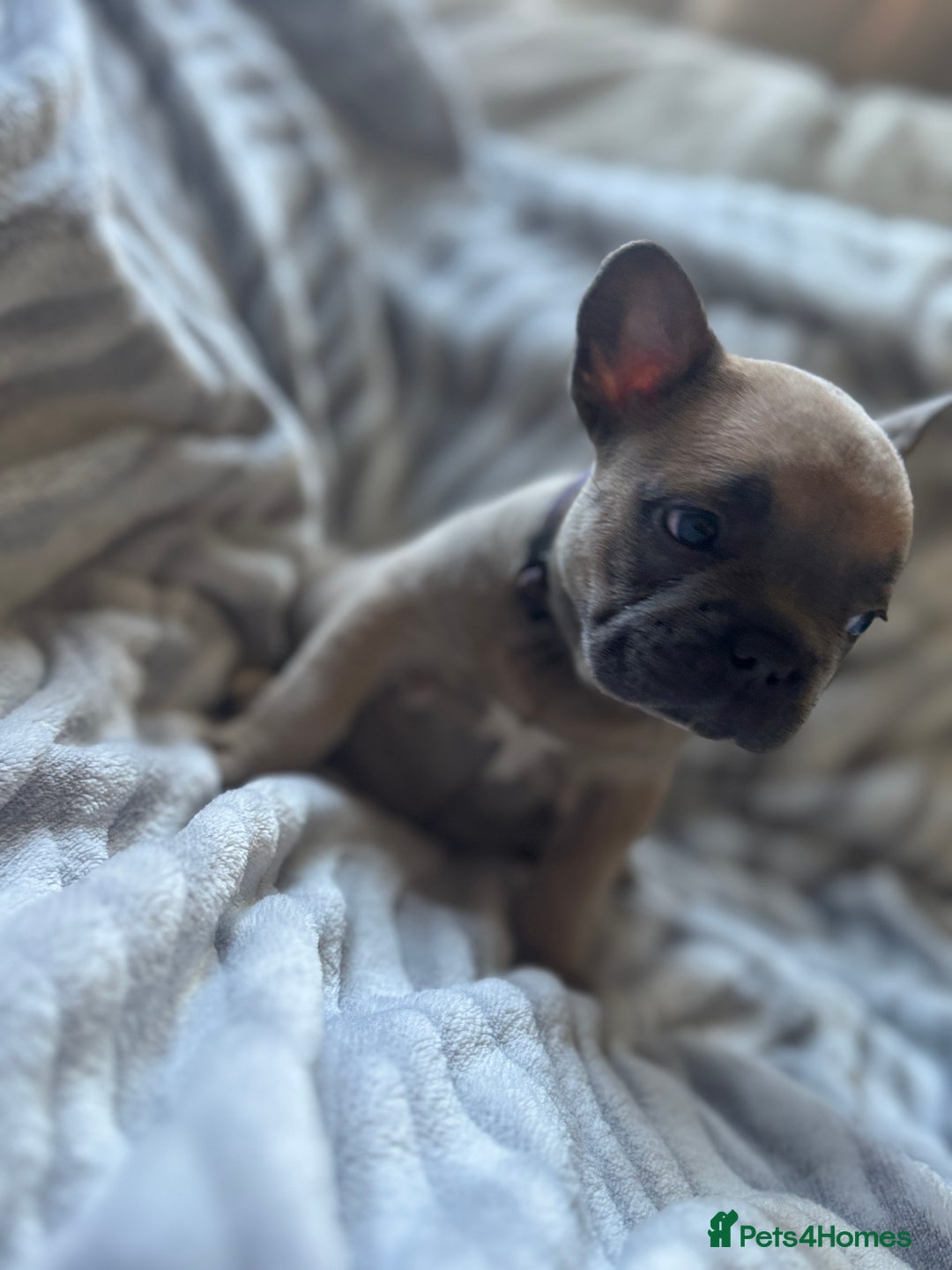 French Bulldog dogs for sale: French bulldog puppies - Image 10