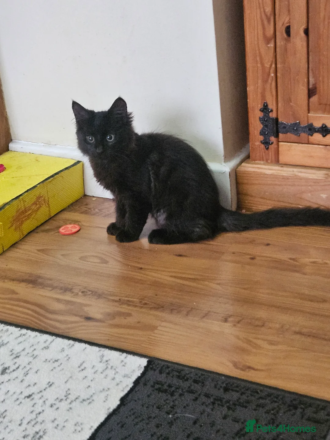 Mixed Breed cats for sale: ​🐾 Precious Bottle-Fed & Hand-Raised Kittens ❣️ - Advert 11