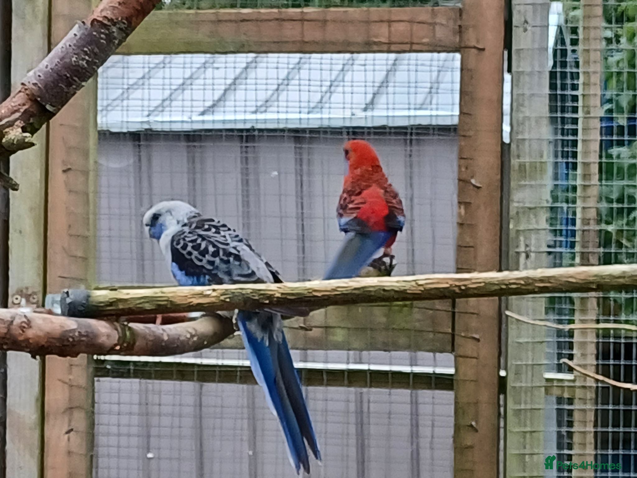 Cockatiels birds Cockatiels and pair pennents  - Advert 1