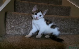 Mixed Breed cats for sale: 3 beautiful and playful kittens - Image 4