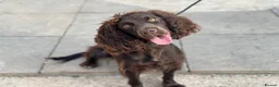 Cockapoo dogs for sale: Beautiful F1 Cockapoo Puppies - Raised with Love - Advert 1