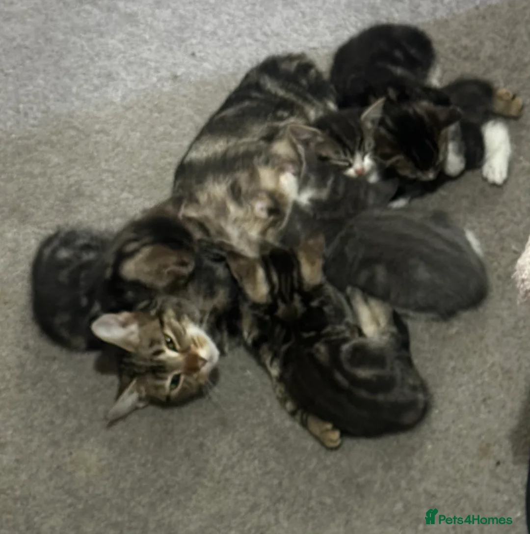 Domestic Shorthair cats for sale: Adorable Tabby Kittens for Sale - UK - Advert 2