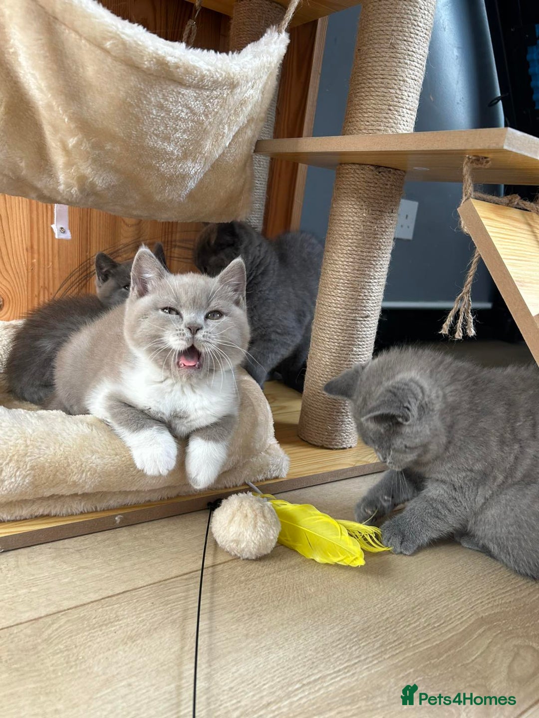 British Shorthair cats for sale: British shorthair kittens - Image 3