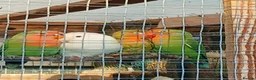 Lovebirds birds for sale: Lovebirds - Advert 3