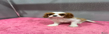 Cavalier King Charles Spaniel Puppy 2