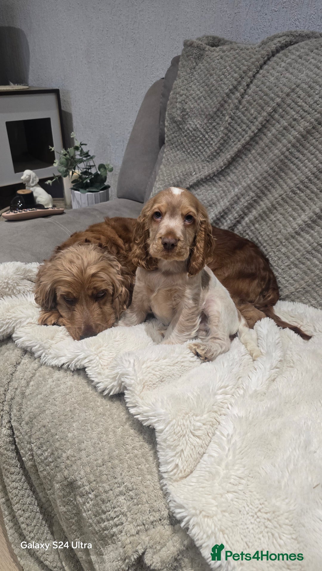 Cocker Spaniel dogs for sale: KC Health tested Show Type Orange Roan Cocker - Advert 4