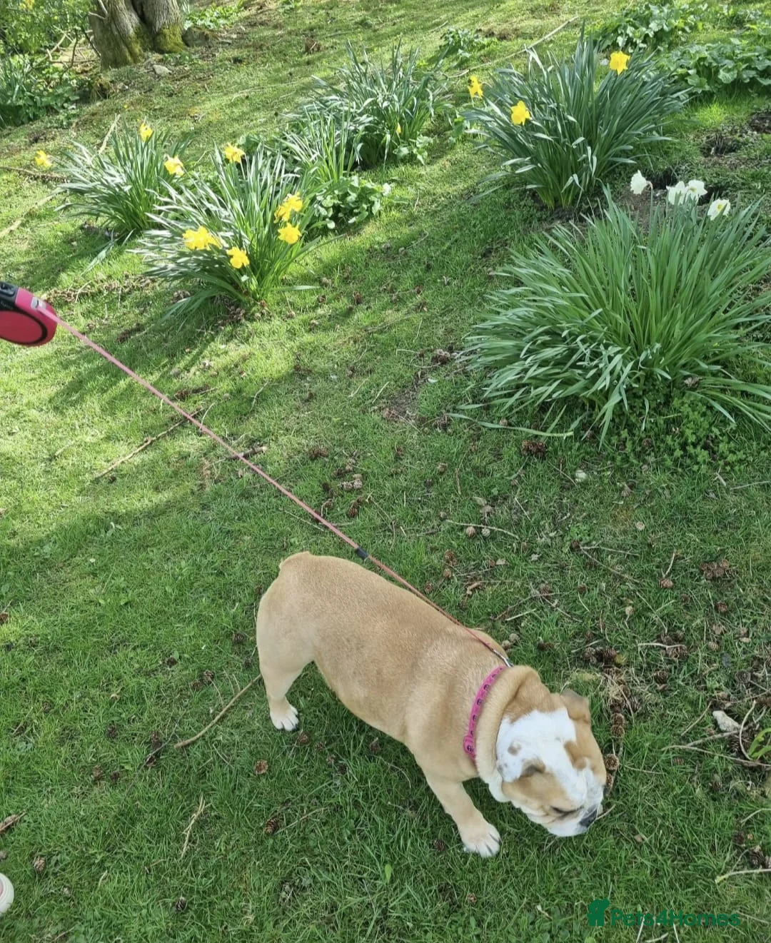 English Bulldog dogs for sale: Meet River our gorgeous 5 year old British Bulldog - Advert 5