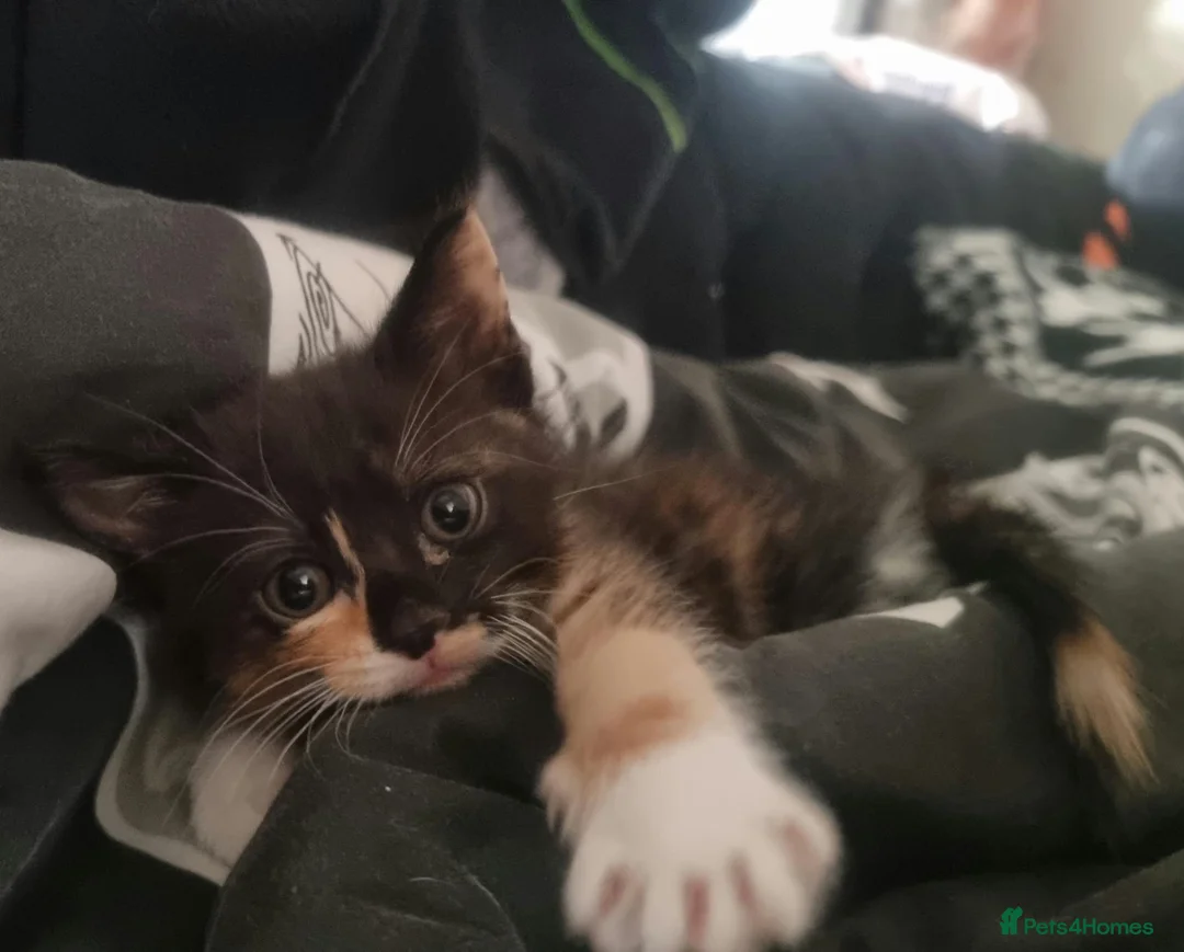 Mixed Breed cats for sale: Calico kitten  - Advert 8