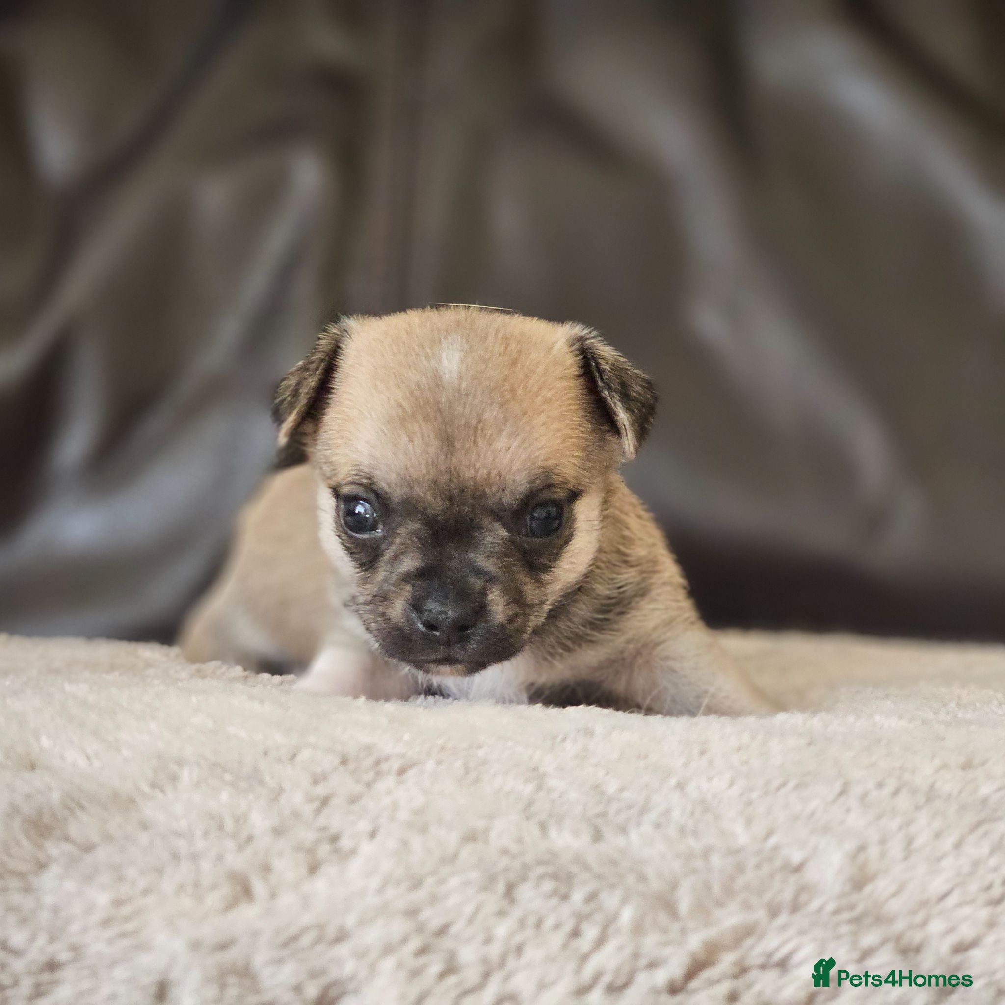 Chihuahua dogs 1 chiuaua baby boy - Advert 15