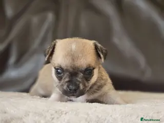 Chihuahua dogs 1 chiuaua baby boy - Advert 11