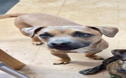 Mixed Breed dogs for sale: Staffy X Jack looking forever home. - Image 1