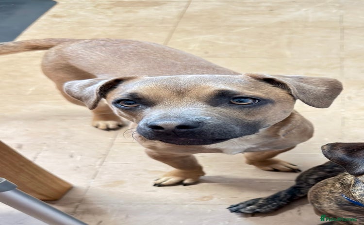 Mixed Breed dogs - Advert 8