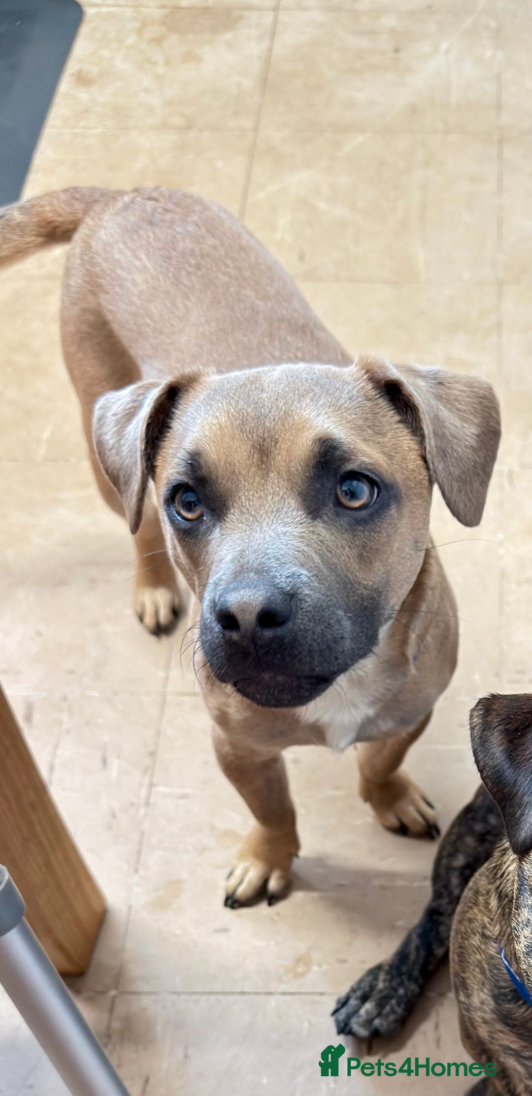 Mixed Breed dogs for sale: Staffy X Jack looking forever home. - Image 1