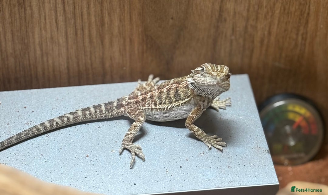 Bearded Dragon reptiles for sale: Beardy Dragon  - Advert 1