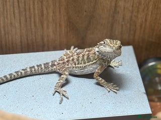 Bearded Dragon reptiles Beardy Dragon - Advert 1