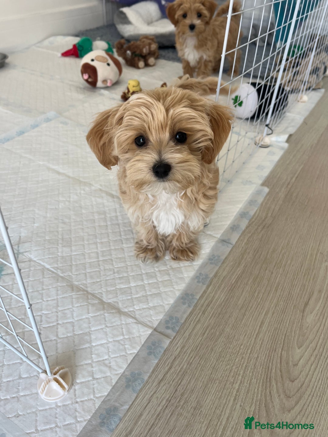 Maltipoo dogs for sale: Beautiful Maltipoo’s LAST LITTLE BOY LEFT - Image 6