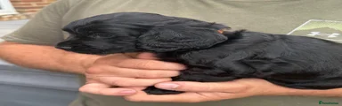 Orange collar - Cocker Spaniel 