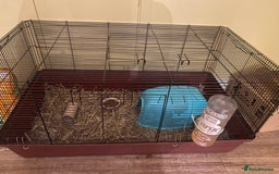 Guinea Pig rodents for sale: Two beautiful boys for sale - Image 4