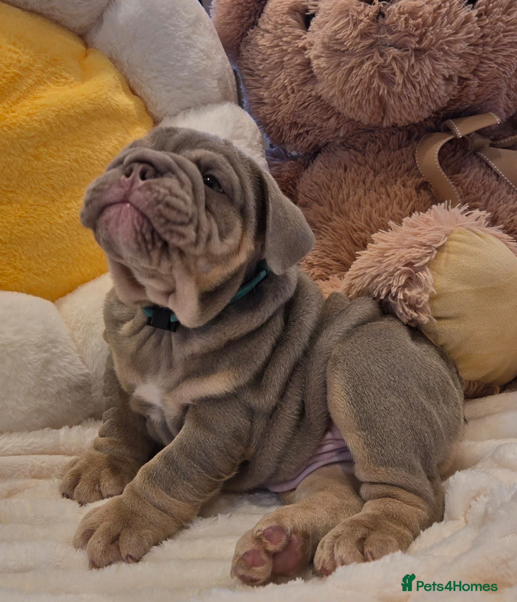 English Bulldog dogs Premium KC Registered English Bulldog Puppies   - Advert 1