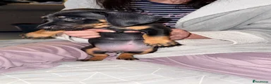 Dachshund 6