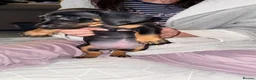 Dachshund dogs for sale:  DACHSHUND PUPPIES!! BEAUTIFUL AND HEALTHY - Advert 12