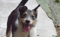 Fox Terrier dogs for adoption: Rex - fox terrier mix - Image 13