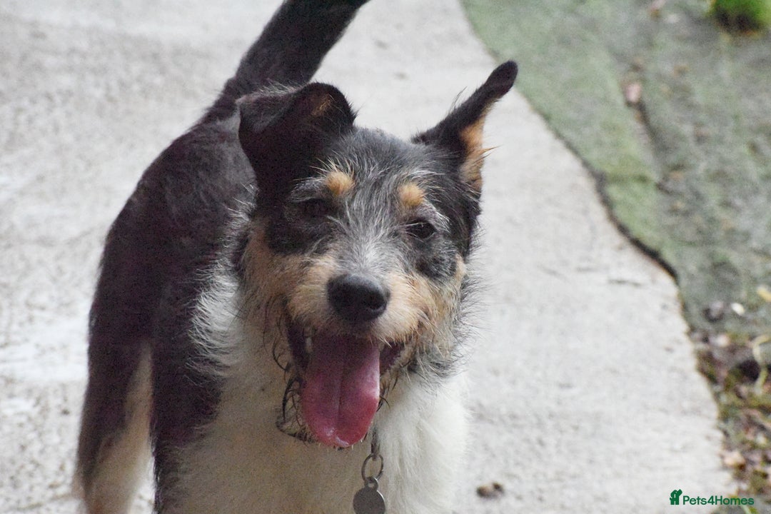 Fox Terrier dogs for adoption: Rex - fox terrier mix - Image 13