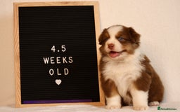 Australian Shepherd dogs for sale: KC Australian Shepherd Puppies  - Image 8