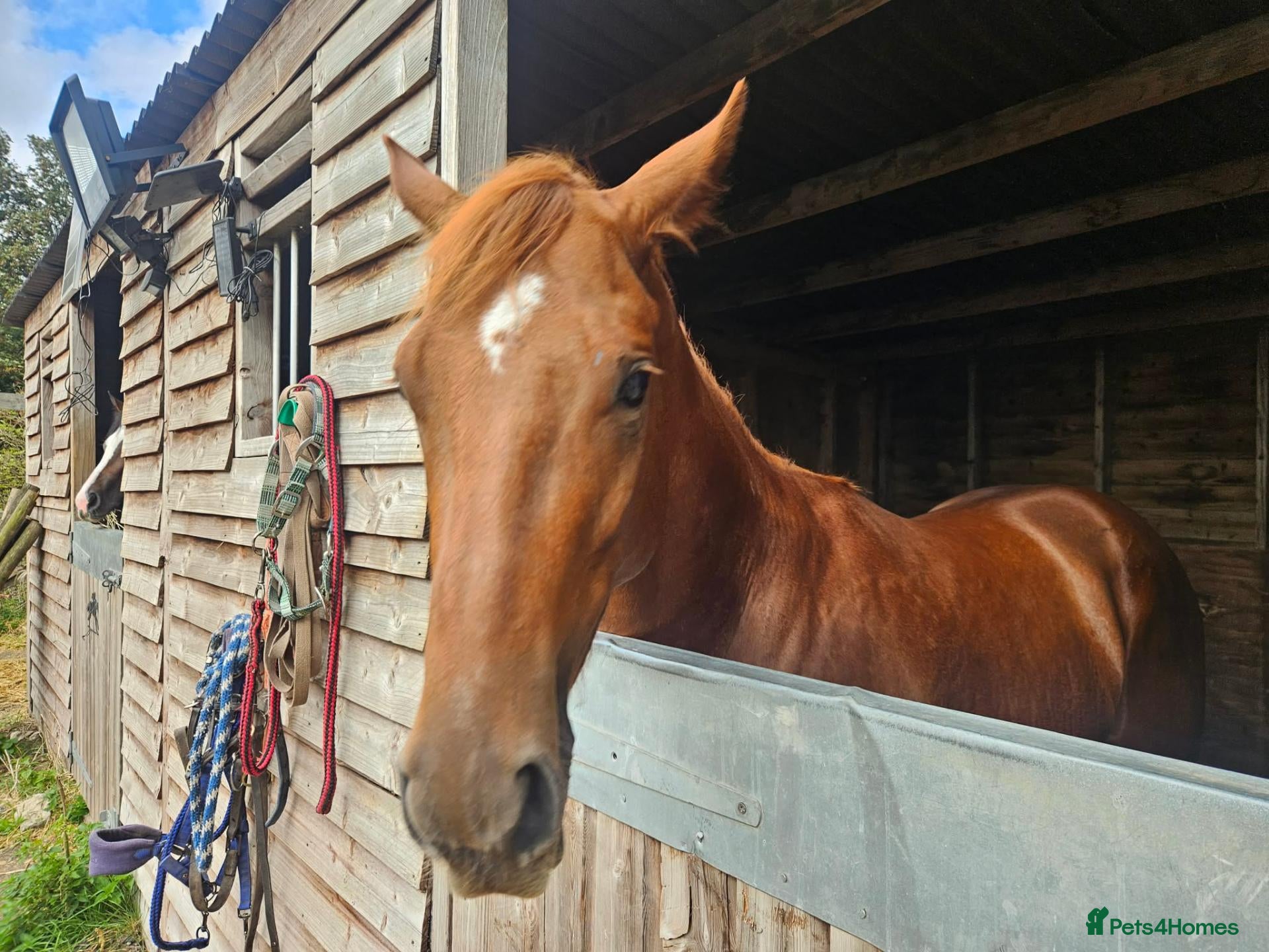 English Thoroughbred horses 15.1 Chestnut Gelding 2yrs  - Advert 1