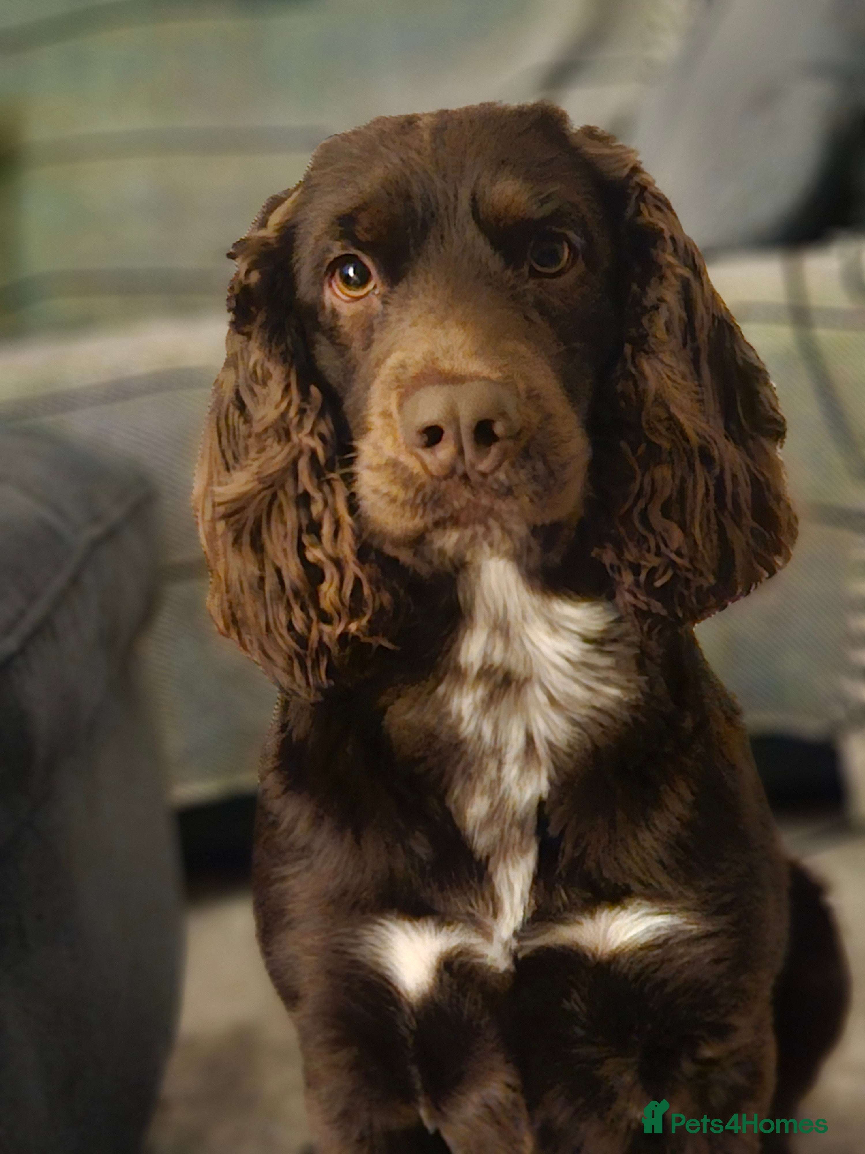 Field Spaniel dogs Proven Chocolate Spaniel for Stud  - Advert 2