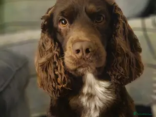 Field Spaniel dogs Proven Chocolate Spaniel for Stud - Advert 2