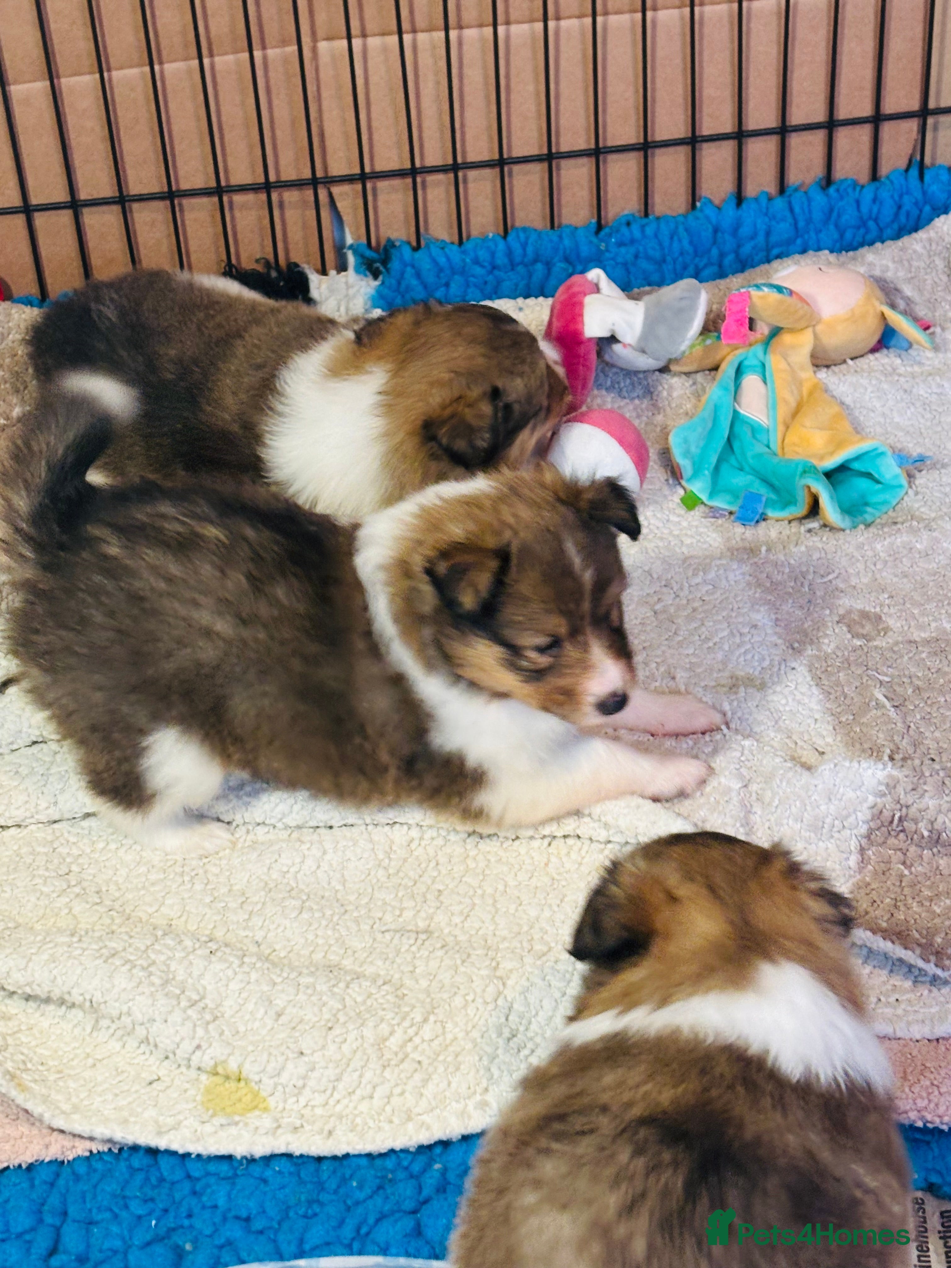 Shetland Sheepdog dogs Beautiful Shetland sheepdog puppies  - Advert 1