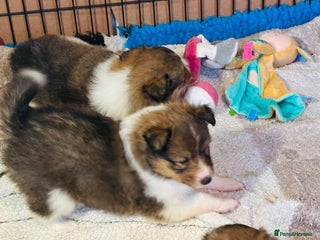 Shetland Sheepdog dogs Beautiful Shetland sheepdog puppies - Advert 1