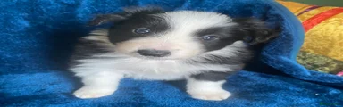 Border Collie Puppy 1