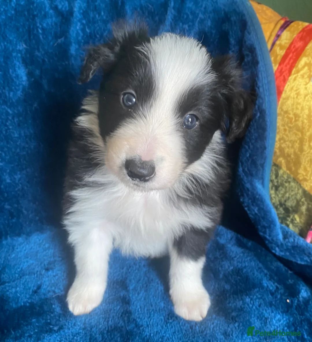 Border Collie dogs for sale: Classic Long Coated B&W Border Collie Girl Pups - Advert 9