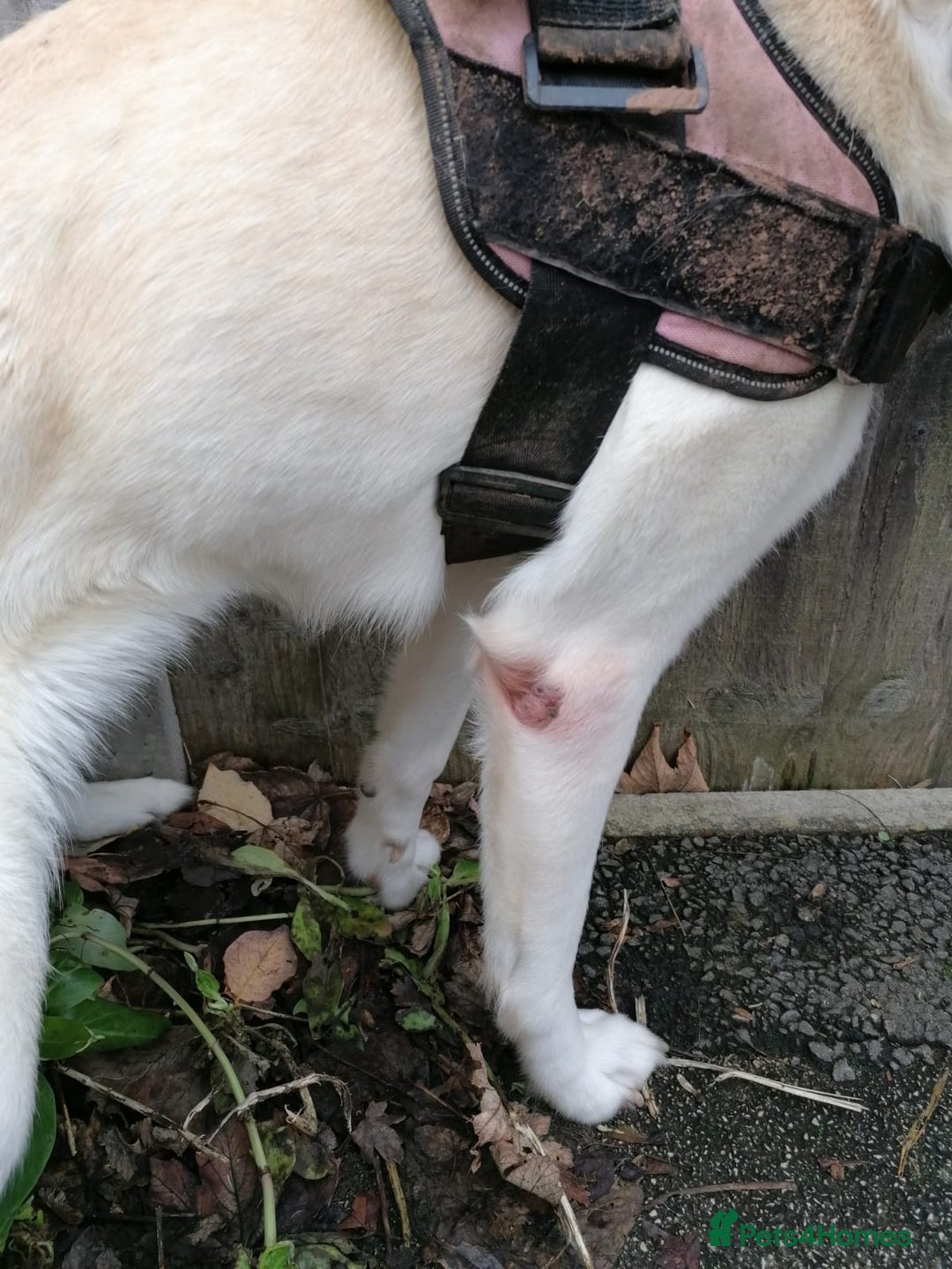 Mixed Breed dogs for adoption: ❤️🐶 HONEY – Gentle Labrador Cross Girl ❤️🐶 - Advert 16